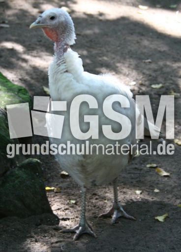 Cröllwitzer-Pute-023.jpg